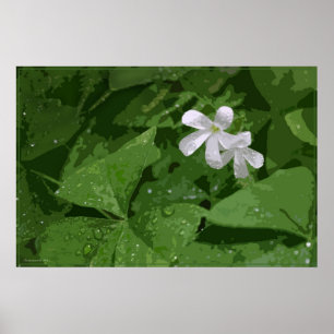 Affiche de shamrock sans texte -36x24 - ou plus