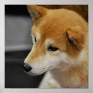 Affiche de Shiba Inu