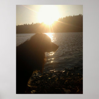 Affiche de silhouette de chien au coucher du solei