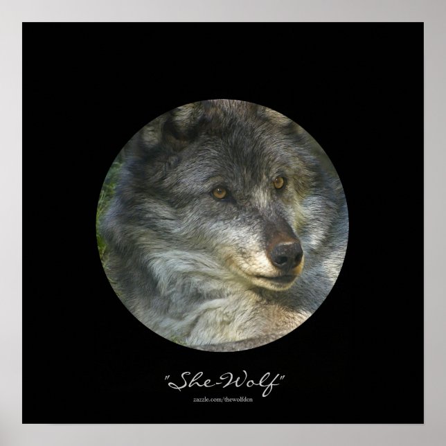 Affiche de soutien à la faune du loup gris Alpha F (Devant)