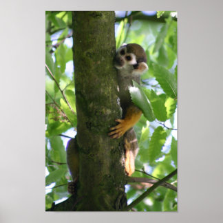 Affiche de Squirrelmonkey
