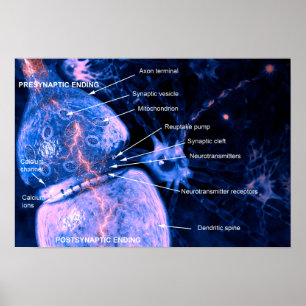 Affiche de synthèse de nerfs