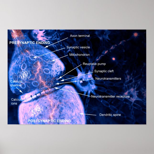Affiche de synthèse de nerfs (Devant)