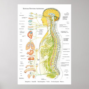 Affiche de système nerveux autonome dans Médicale