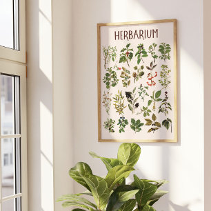 Affiche de tableau de plante verte Herbarium Vinta