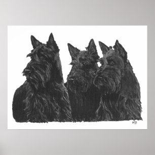Affiche de Terrier Écossais
