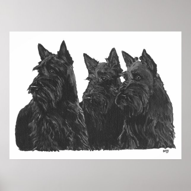 Affiche de Terrier Écossais (Devant)