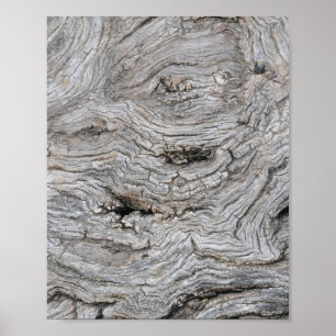 Affiche de texture d'écorce d'olivier ancien