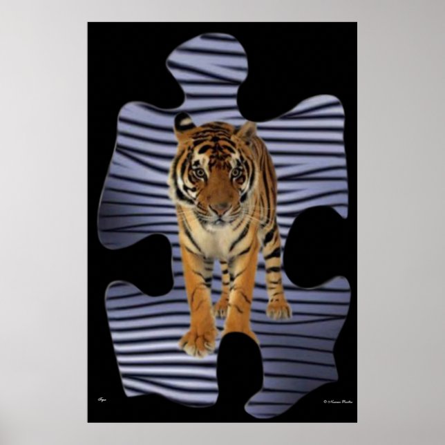 Affiche de Tigre (Devant)