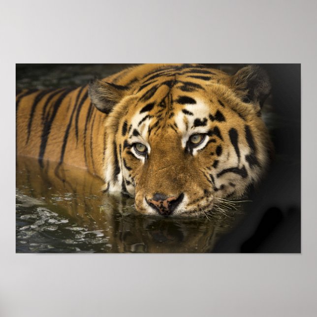 affiche de tigre (Devant)