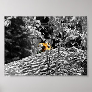 Affiche de tigre Peek-a-boo 18x13cm