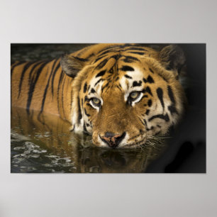 affiche de tigres