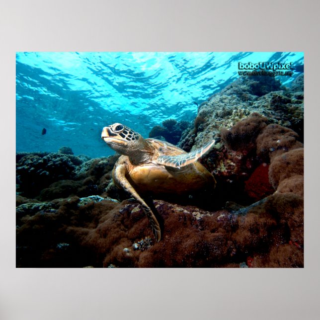 Affiche de tortue volante (Devant)