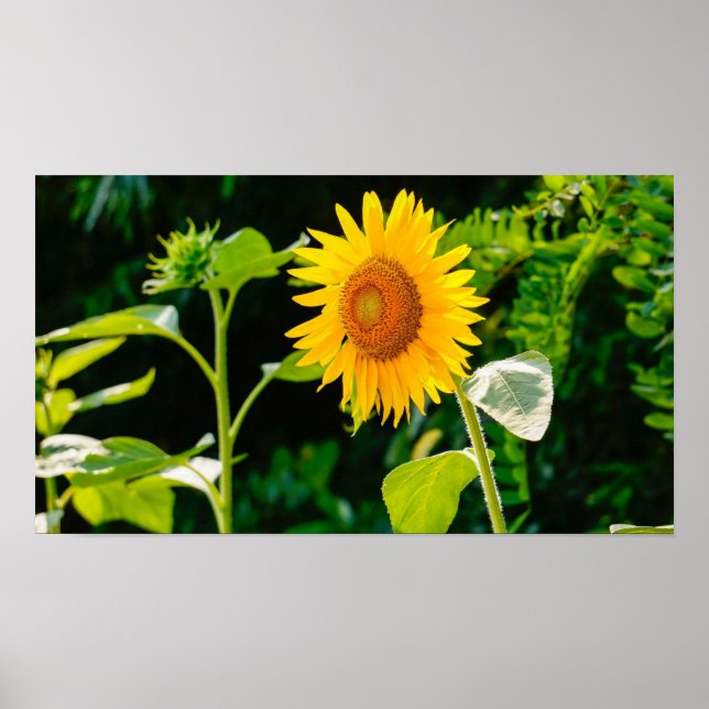 Affiche de tournesol (Devant)