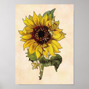 Affiche de tournesol