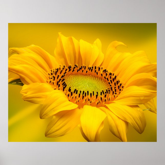 Affiche de tournesol (Devant)