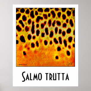 Affiche de truite Brown