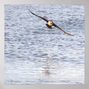 Affiche de vol d'oiseaux