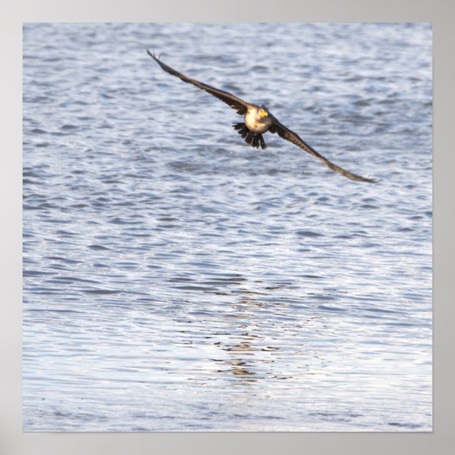 Affiche de vol d'oiseaux (Devant)