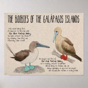 Affiche de voyage : Oiseaux des îles Galapagos