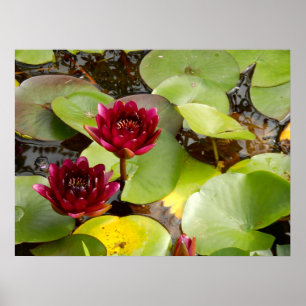 Affiche de Water Lily