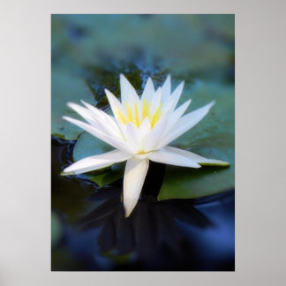 Affiche de Water Lily