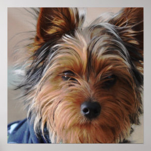 Affiche de Yorkie Terrier