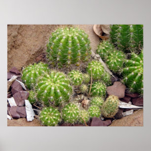 Affiche d'Echinopsis Bruchii