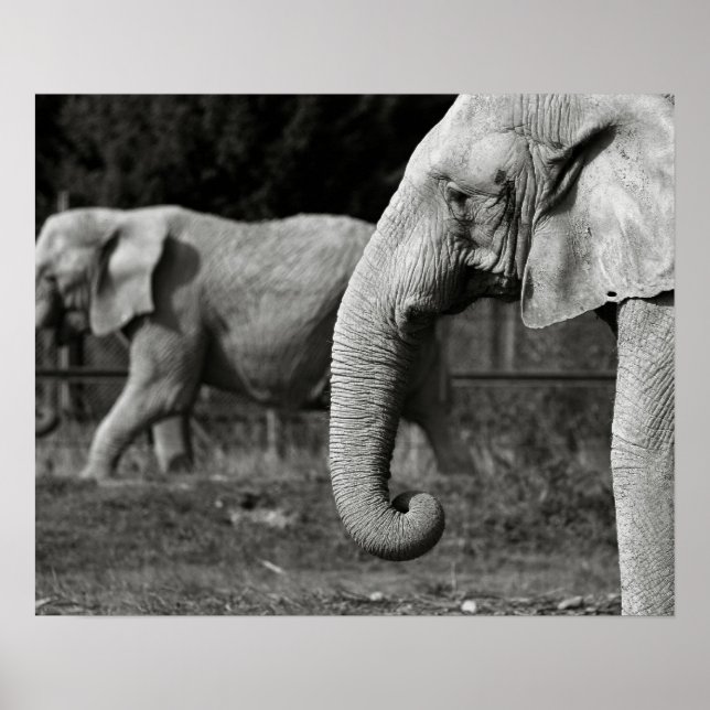 Affiche d'éléphant asiatique (Devant)
