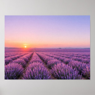 Affiche des champs de lavande violette - Provence