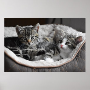 affiche des chatons pour bébé
