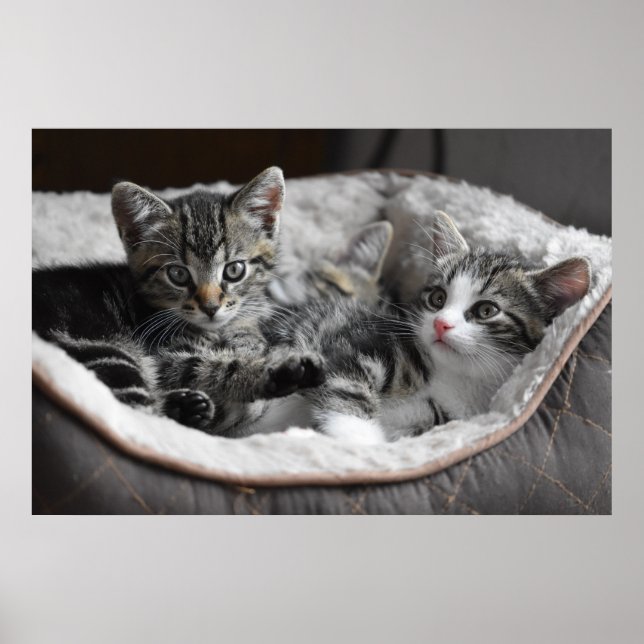 affiche des chatons pour bébé (Devant)