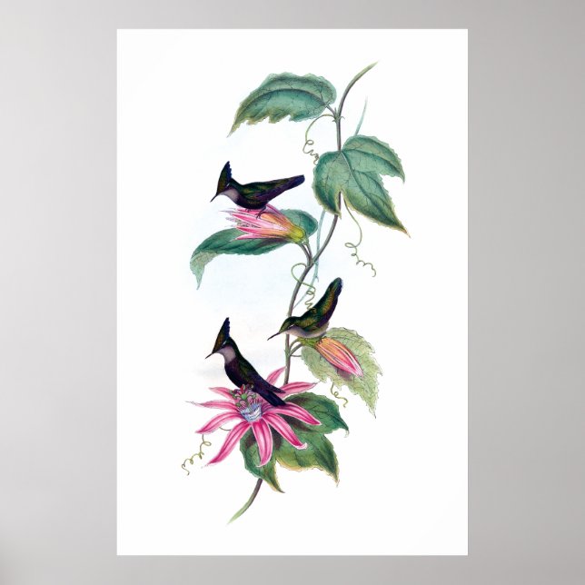 Affiche des colibris (Devant)