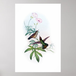 Affiche des colibris