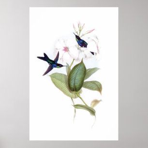 Affiche des colibris