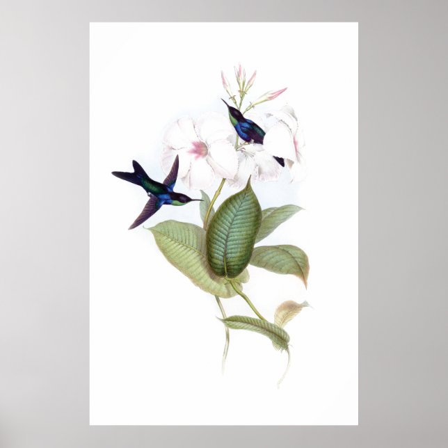 Affiche des colibris (Devant)