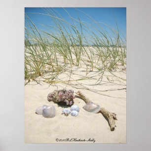 Affiche des coquilles