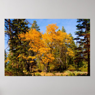 Affiche des couleurs de automne 5