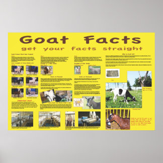 Affiche des faits sur la chèvre 1