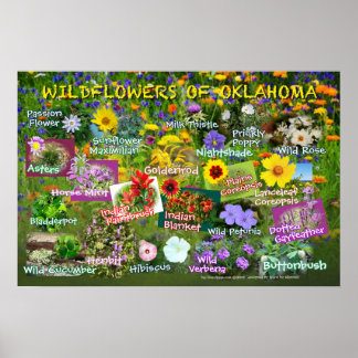 Affiche des fleurs sauvages de l'Oklahoma 19v60