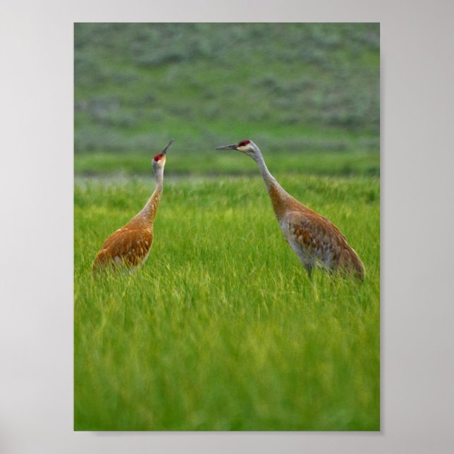 affiche des grues de sable (Devant)