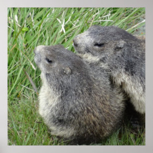 Affiche des marmottes