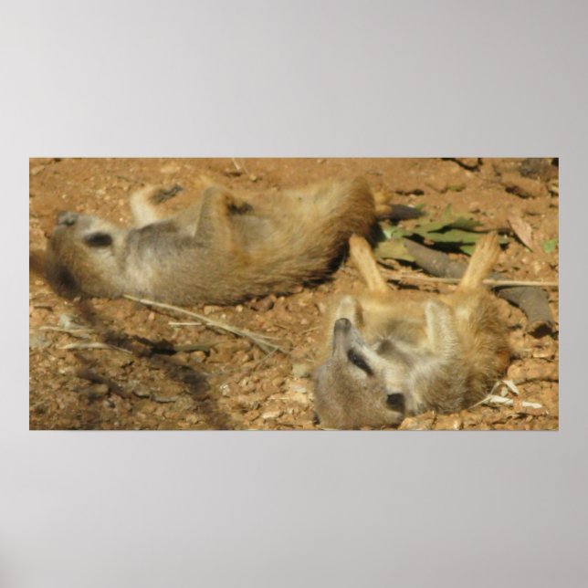 Affiche des Meerkats (Devant)