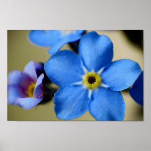 Affiche des myosotis des marais 11