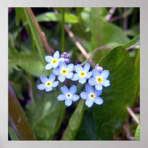 Affiche des myosotis des marais 2