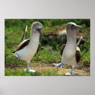 Affiche des pieds de Boobies