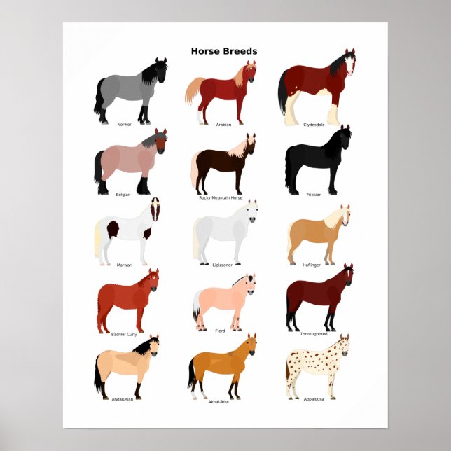 affiche des races de cheval (Devant)