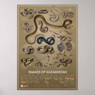 Affiche des serpents du Kazakhstan