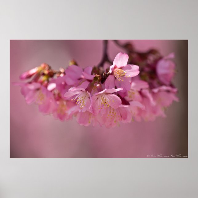 Affiche des Sources Chaudes des Cerisiers en Fleur (Devant)