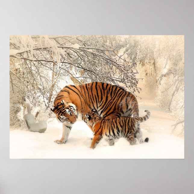 Affiche des Tigers d'hiver (Devant)